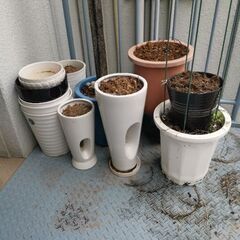 植木鉢　鉢植え