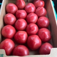 好評な洞爺産🍅オロフレトマト