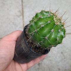 サボテン　品種不明　多肉植物　観葉植物　ガーデニング　