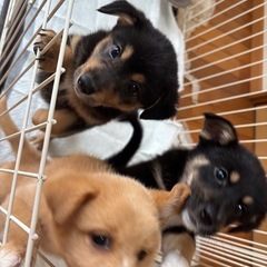 雑種 子犬
