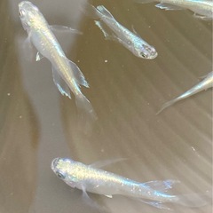 クラウンテール青蝶メダカ（10匹セット）の画像