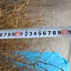 竹ほうき　5段　3本セット　未使用　の画像