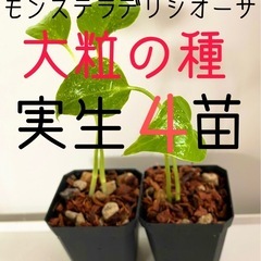 大粒のモンステラデリシオーサの種から生育した実生です！4苗（株）④
