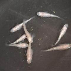 メダカ◯王華◯めだかの画像
