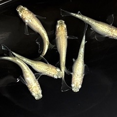 写真更新05/29  現物販売 サボテンメダカ(選外)3ペア  ...