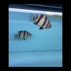 ダトニオ不要に不要のの方