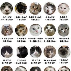 🐱足立区役保護猫譲渡会🐱はりきりまも🐱
