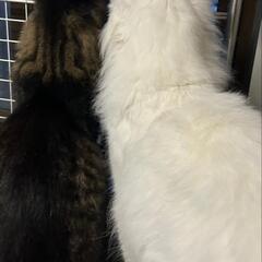 😻保護猫譲渡会in足立区役所😻