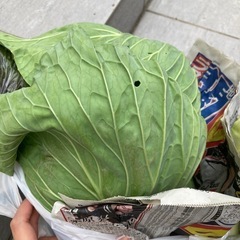 野菜　