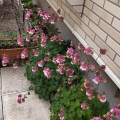 花の苗