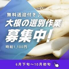 大根選果作業員