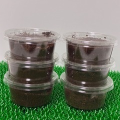 《お買い得！！》初令〜2令幼虫6匹セット【幼虫】ギラファノコギリ...