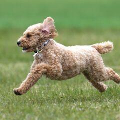 わんちゃん撮影会「飛行犬®️」東北開催のお知らせ − 宮城県