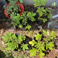 クレオメの苗　2株の画像