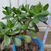 ランキングキーワードに紐づく投稿画像-多肉植物