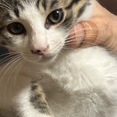 白キジとハチワレ