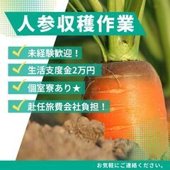 人参収穫機の機上選別作業員（忠類・大正など）