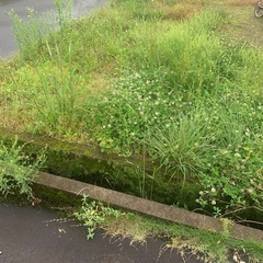 草刈り募集