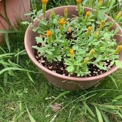マリーゴールド苗　花苗