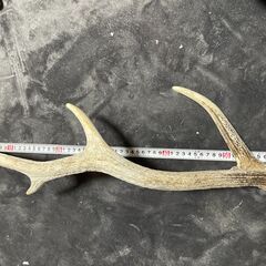 鹿の角　NO2  犬のおやつ　アクセサとして