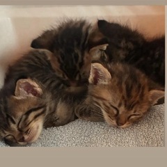 キジ猫赤ちゃん　譲渡は少しお待ちいただきます。