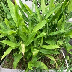 ミョウガの苗