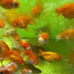 金魚ライオンヘッドと桜錦のミックスの画像