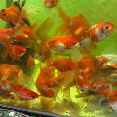 金魚ライオンヘッドと桜錦のミックスの画像