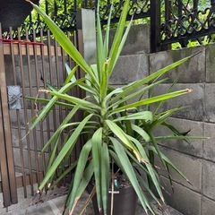 観葉植物　ユッカ　屋外　植木