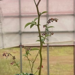 ブルーベリー苗木3本セット
