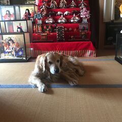 7段飾りお雛様