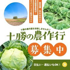 キャベツ収穫作業員