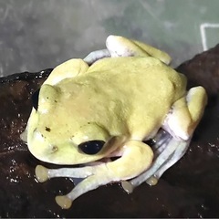 モリアオガエル　去年生まれの画像