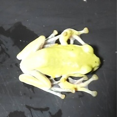 モリアオガエル　去年生まれの画像