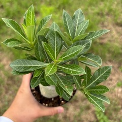 アデニウム　オベスム　観葉植物　塊根植物　多肉植物　ビザールプランツ　レアプランツ　ガーデニング　植物　グリーン　趣味　盆栽　葉　花　庭　草の画像