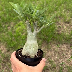 アデニウム　オベスム　観葉植物　塊根植物　多肉植物　ビザールプランツ　レアプランツ　ガーデニング　植物　グリーン　趣味　盆栽　葉　花　庭　草の画像