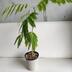 ランキングキーワードに紐づく投稿画像-観葉植物