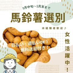 馬鈴薯選別作業員