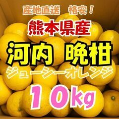 数量限定！熊本県産　河内晩柑（ジューシーオレンジ）10kg　家庭用