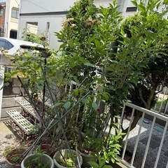 鉢植え　植栽
