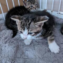 大至急この子猫を育ててくれる方を探しています。