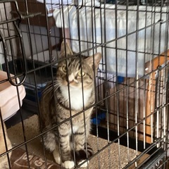 スタイル抜群のキジ白君