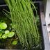 ランキングキーワードに紐づく投稿画像-観葉植物