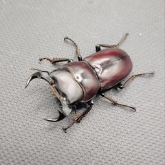 【貴重ドルクス】ラティオキナティブスオオクワガタ　♂35♀29
