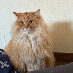 里親様募集中