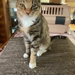 優しい三毛ちゃん