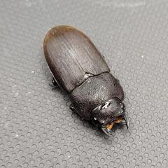 【中型ネブト】マラパネブトクワガタ　♂♀ペアの画像