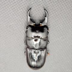 【中型ネブト】マラパネブトクワガタ　♂♀ペア