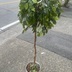 ランキングキーワードに紐づく投稿画像-観葉植物