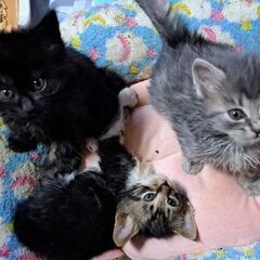 可愛い子猫三兄妹子猫の里親様募集します😹